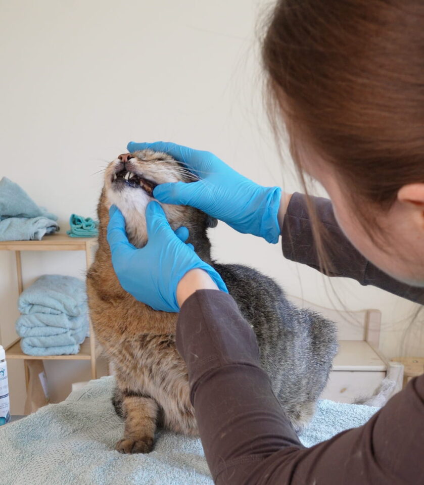 Bekijken gebit - Trimsalon voor katten - Aalter