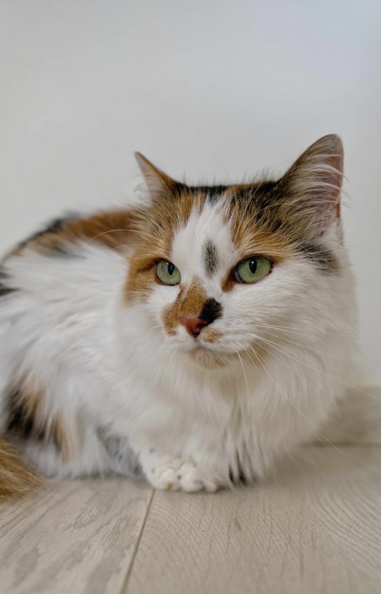 Blue-op-bezoek-kattentrimsalon-Aalter