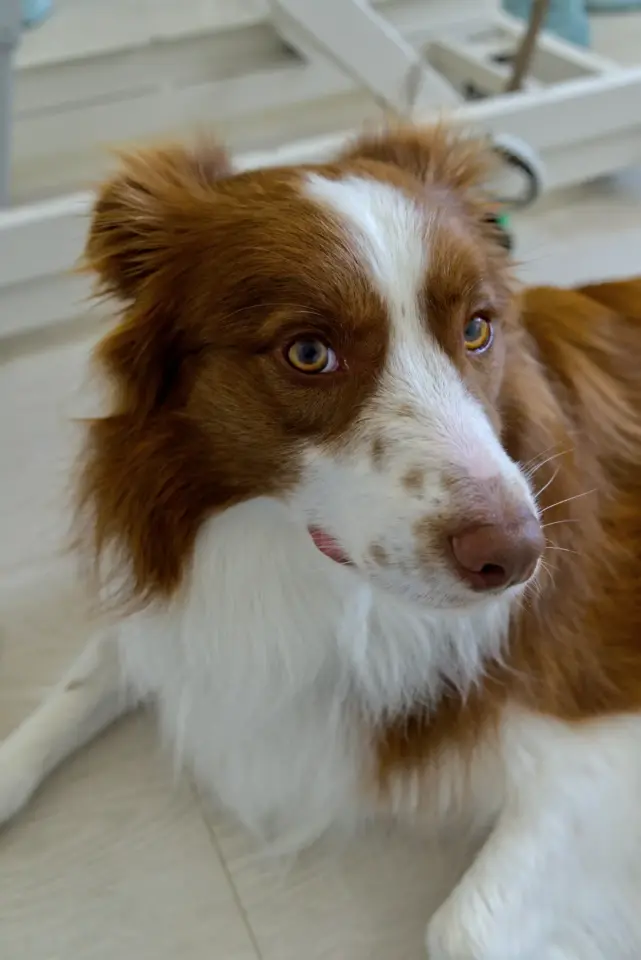 Border Collie-Taigo-Trimsalon- Aalter