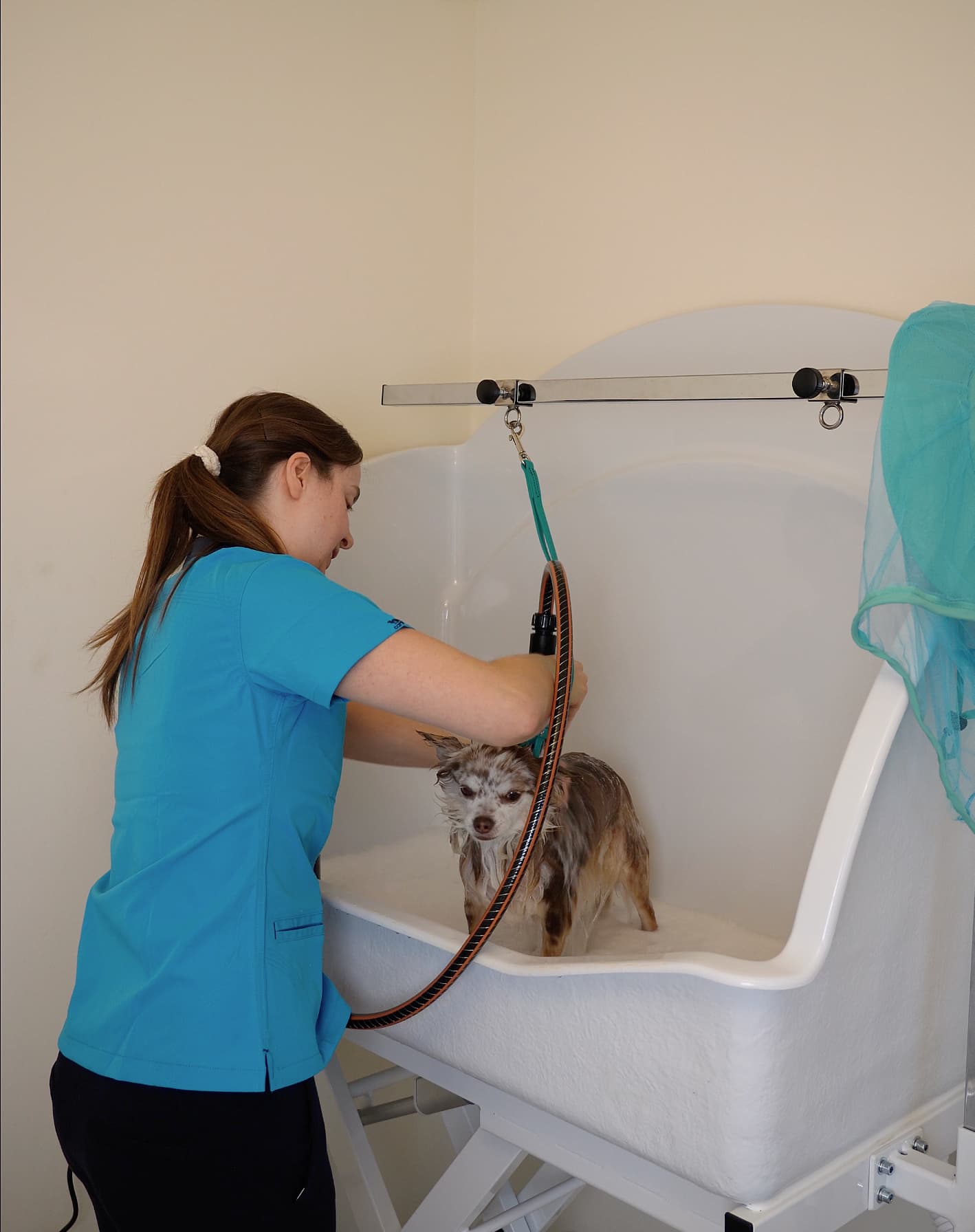 Bowie-hond-trimsalon-Aalter