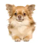 Chihuahua - Trimsalon - Droomvacht - Aalter