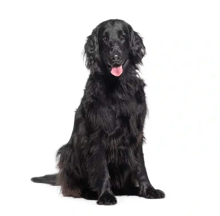 Flatcoated Retriever - Trimsalon - Droomvacht - Aalter