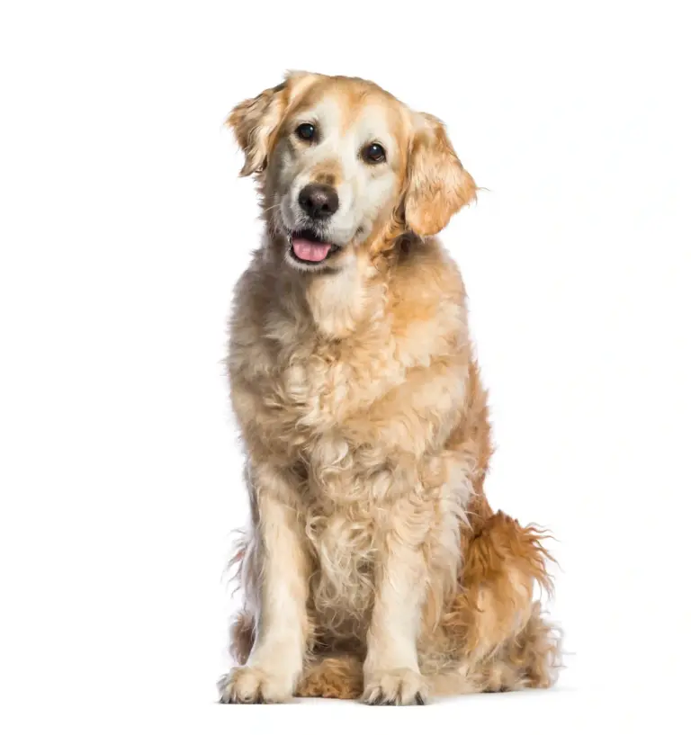 Golden Retriever - Trimsalon - Droomvacht - Aalter