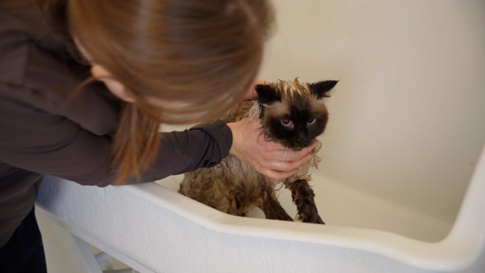 Kat wassen - Medische noodzaak - Trimsalon voor katten - Aalter