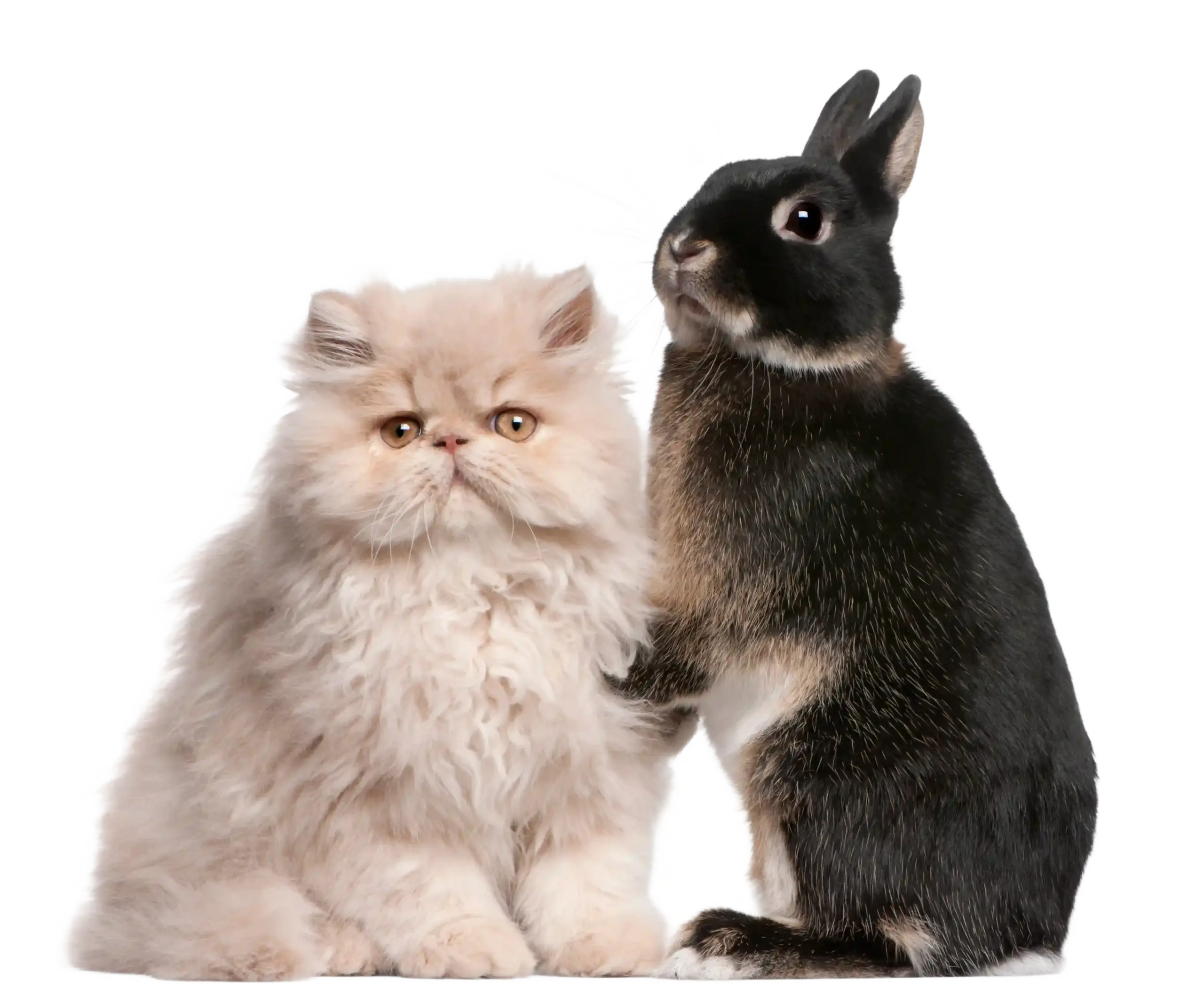 Katten- en konijnentrimsalon Aalter