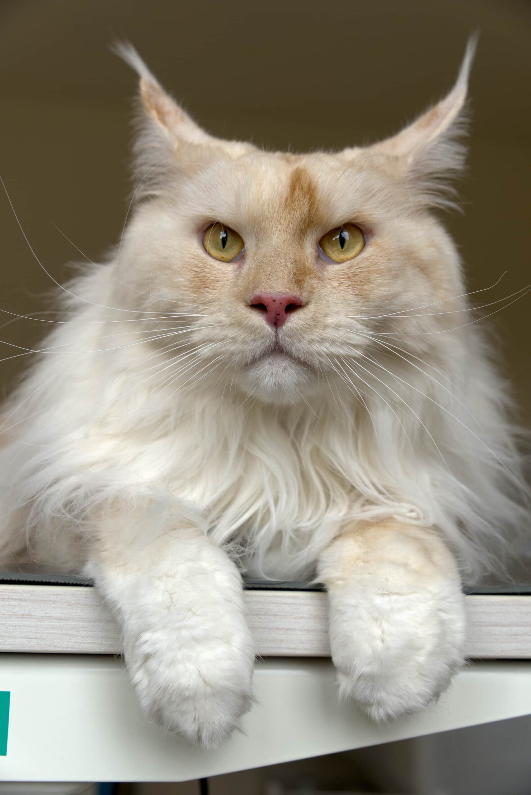Kattentrimmer - Aalter - Trimsalon voor katten - Aster de Maine Coon
