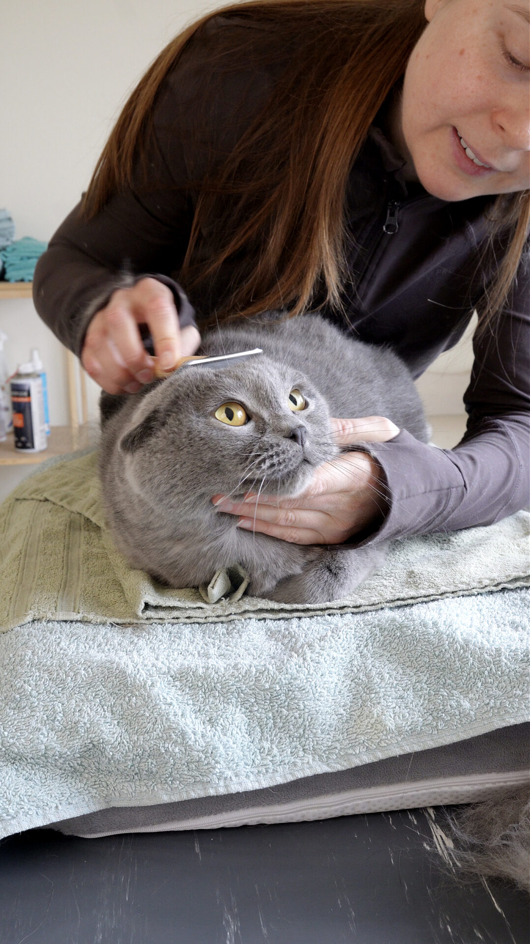 Kattentrimsalon-in-Aalter