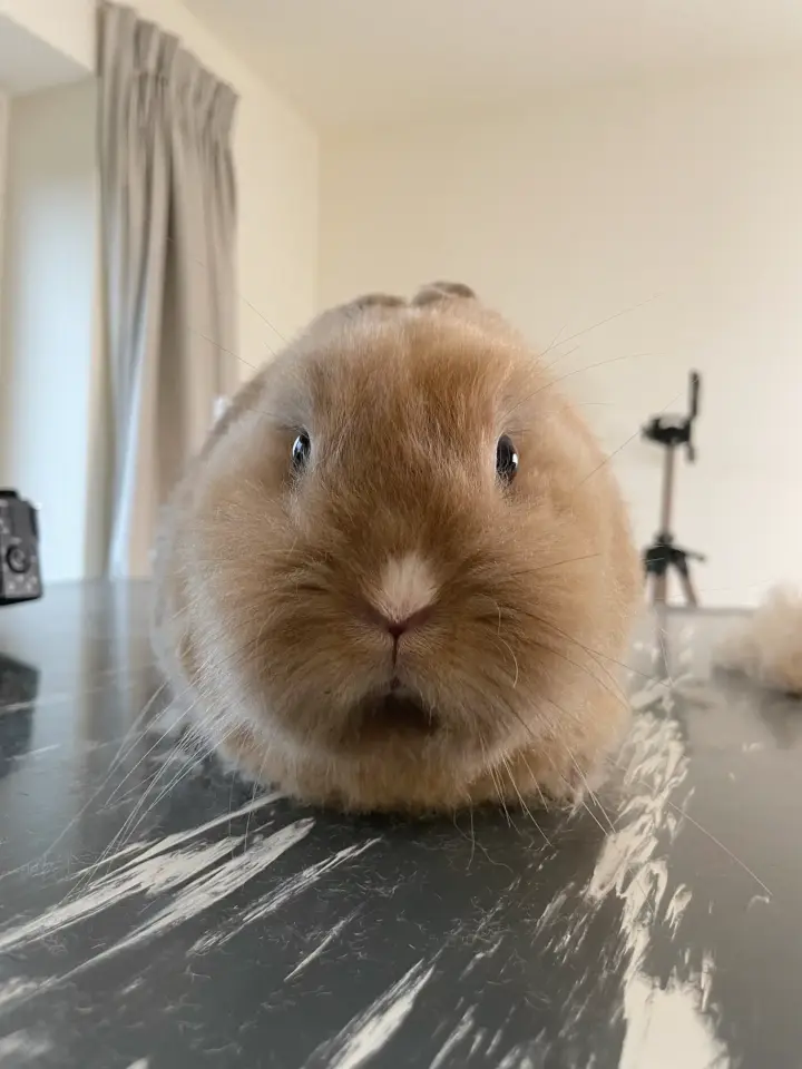 Konijn-trimsalon-Aalter