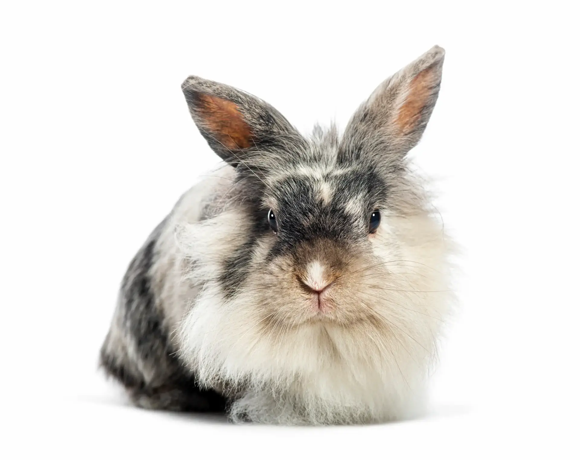 Konijnentrimmer-Aalter- Droomvacht