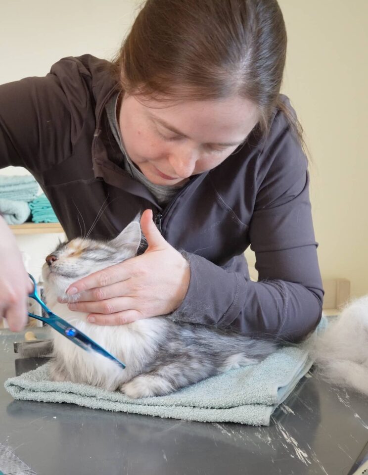 Kraag bijknippen - Trimsalon voor katten - Aalter