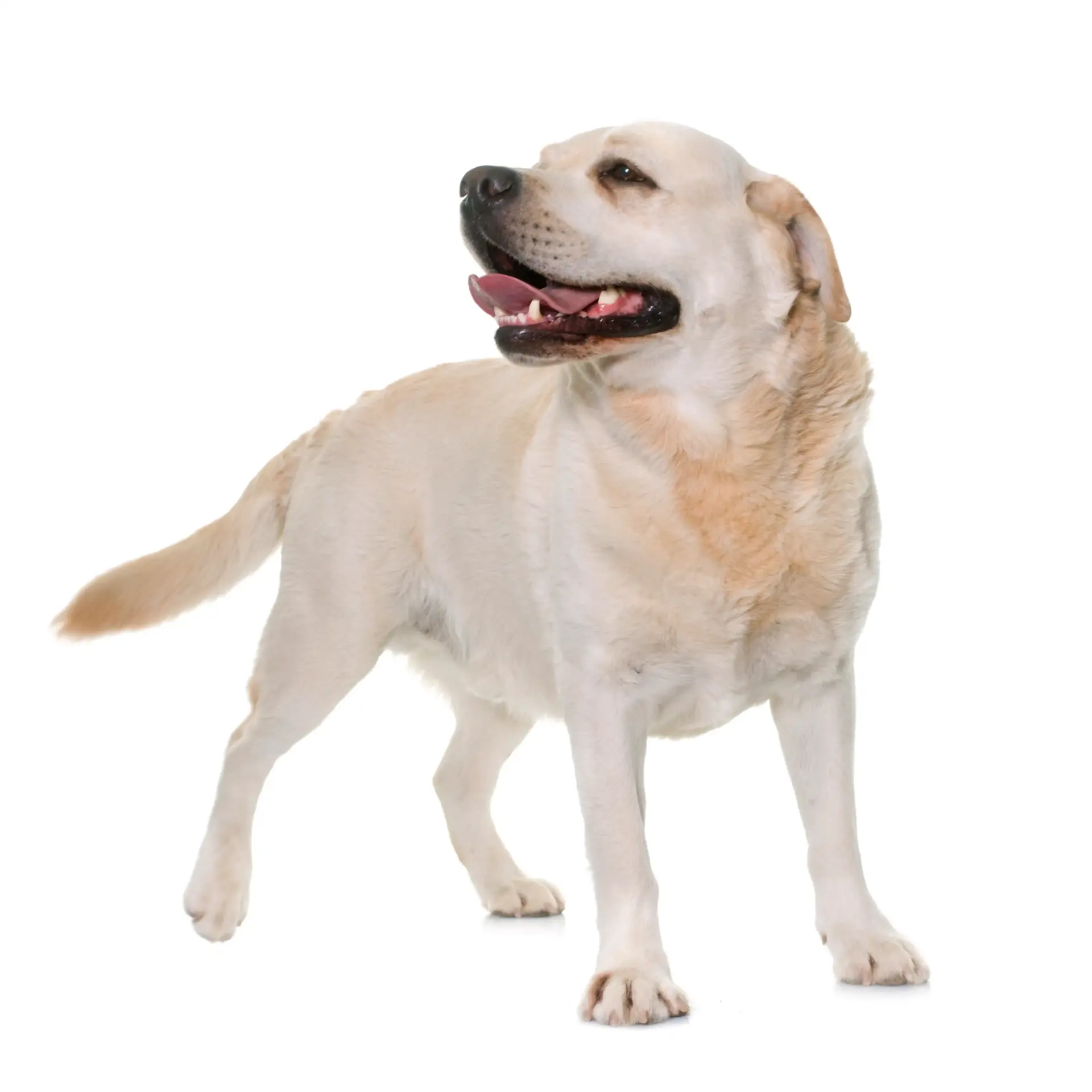 Labrador Retriever - Trimsalon - Droomvacht - Aalter