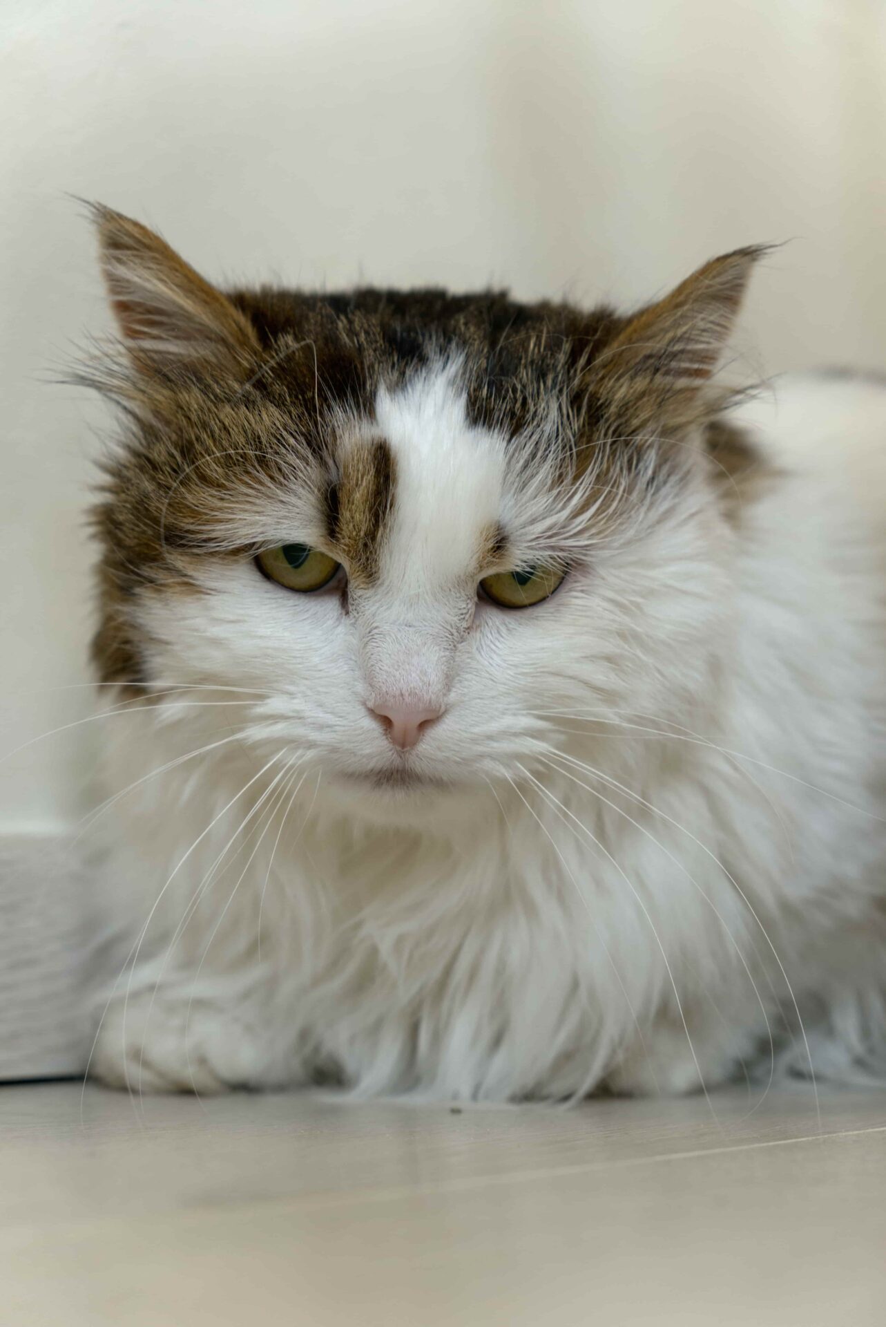 Lily-trimbehandeling-kattentrimsalon-Aalter