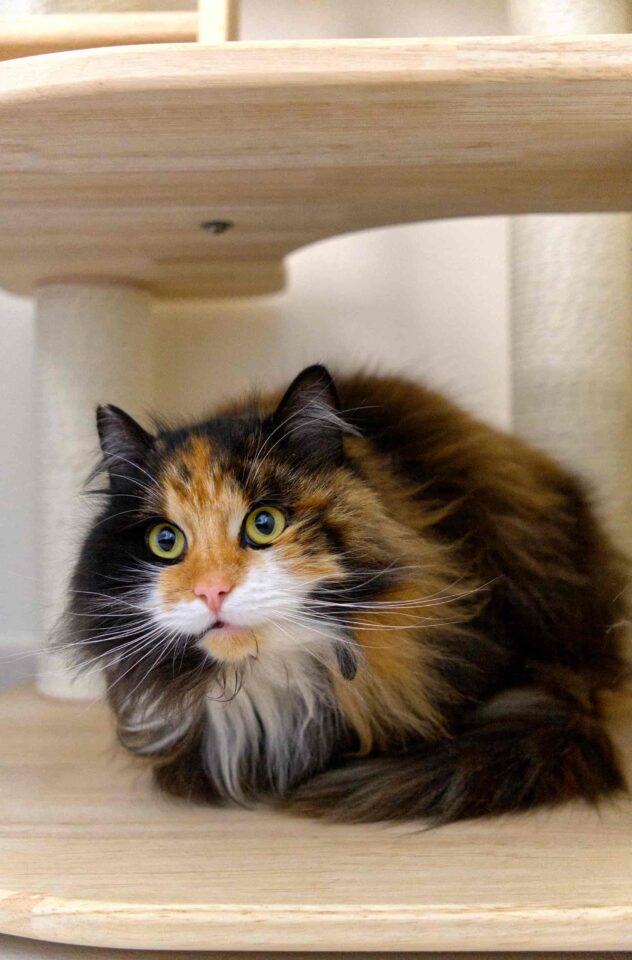 Lulu - Langharige kat op bezoek in het kattentrimsalon in Aalter