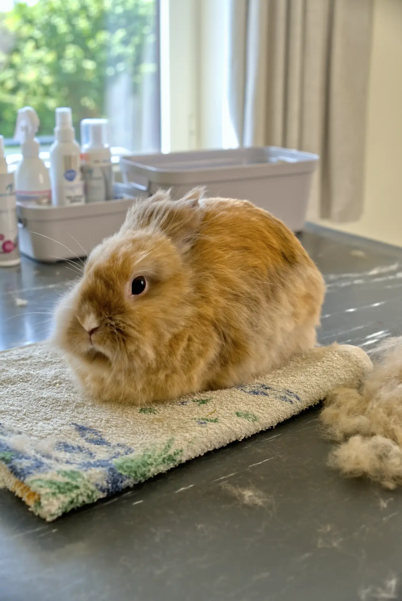 Magnolia - Lionhead op bezoek in trimsalon voor katten en konijnen - Droomvacht Aalter