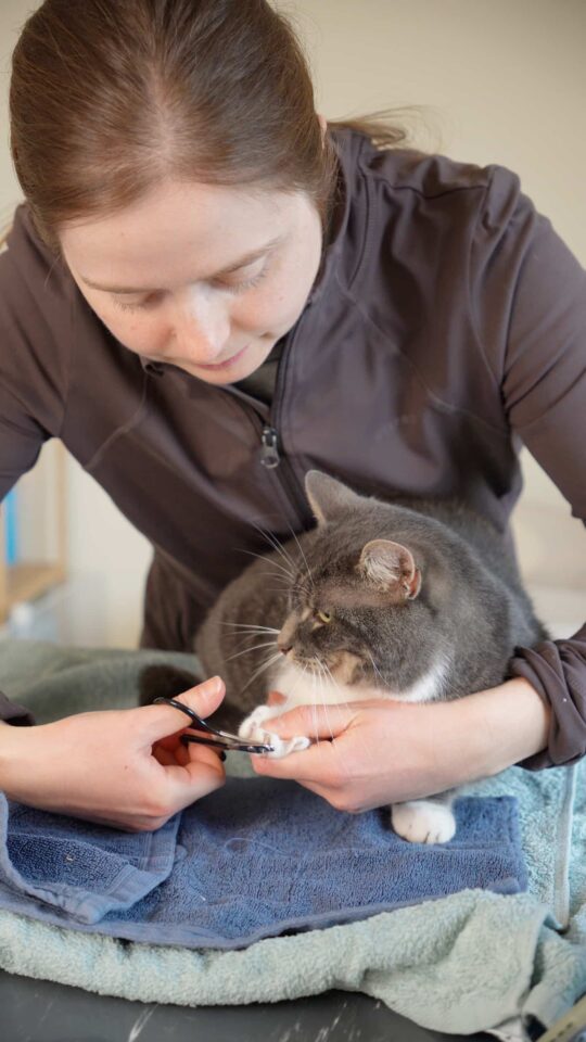 Nagels knippen - Trimsalon voor katten - Aalter