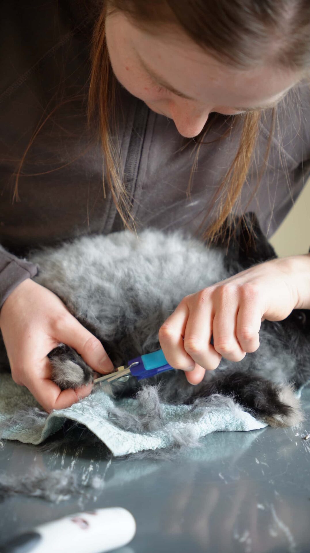 Nagels knippen - Trimsalon voor konijnen - Aalter