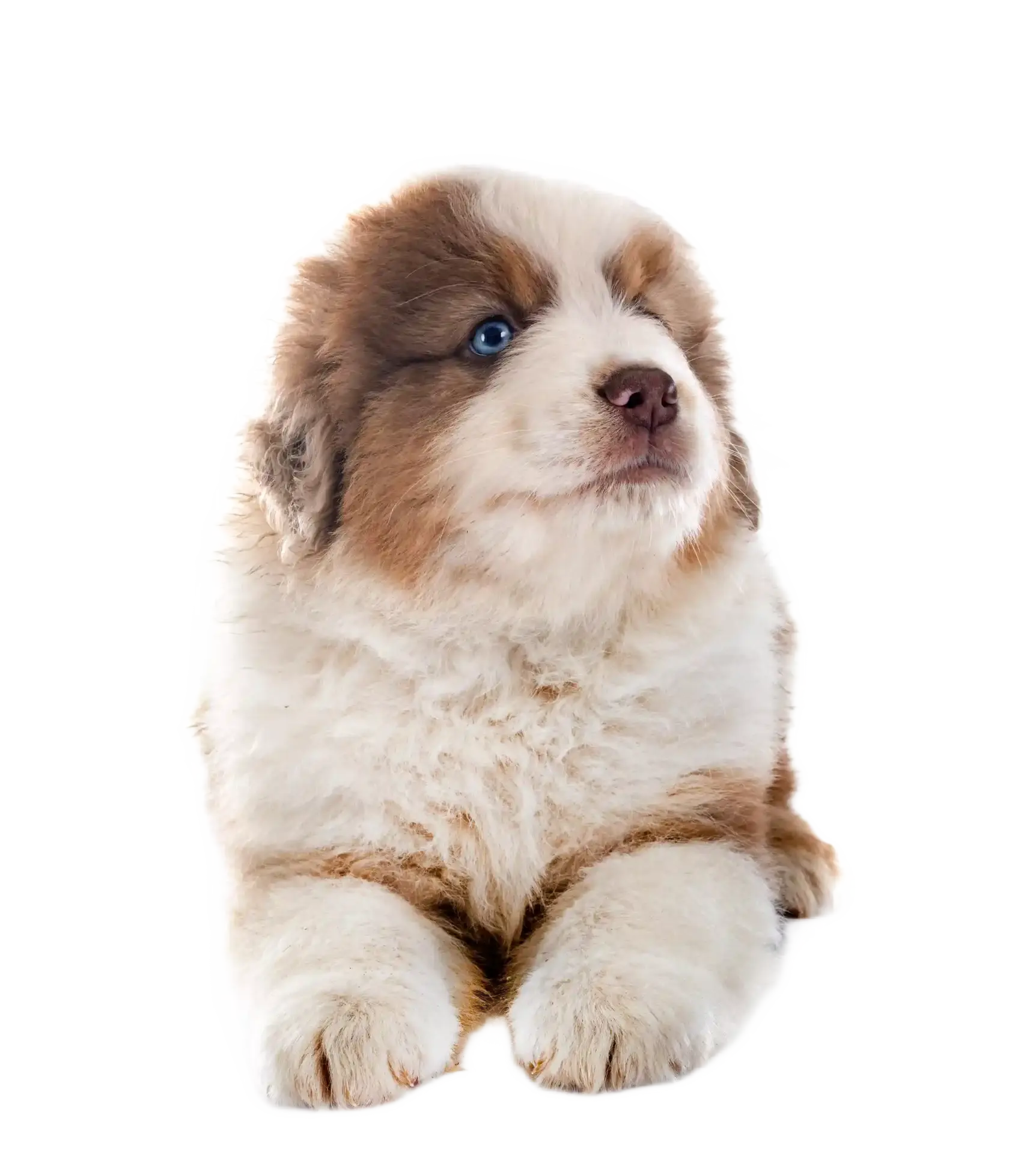 Puppygewenning-trimsalon-Aalter