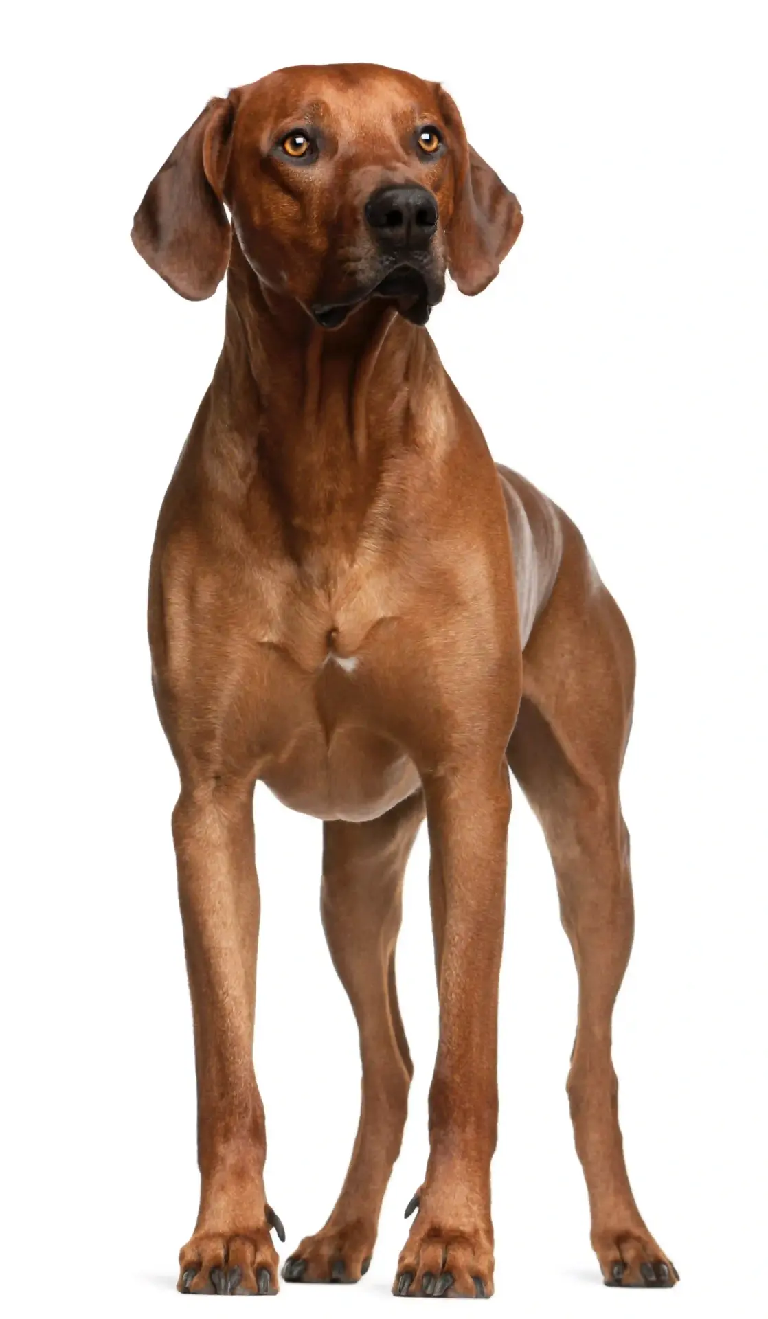 Rhodesian Ridgeback - Trimsalon - Droomvacht - Aalter
