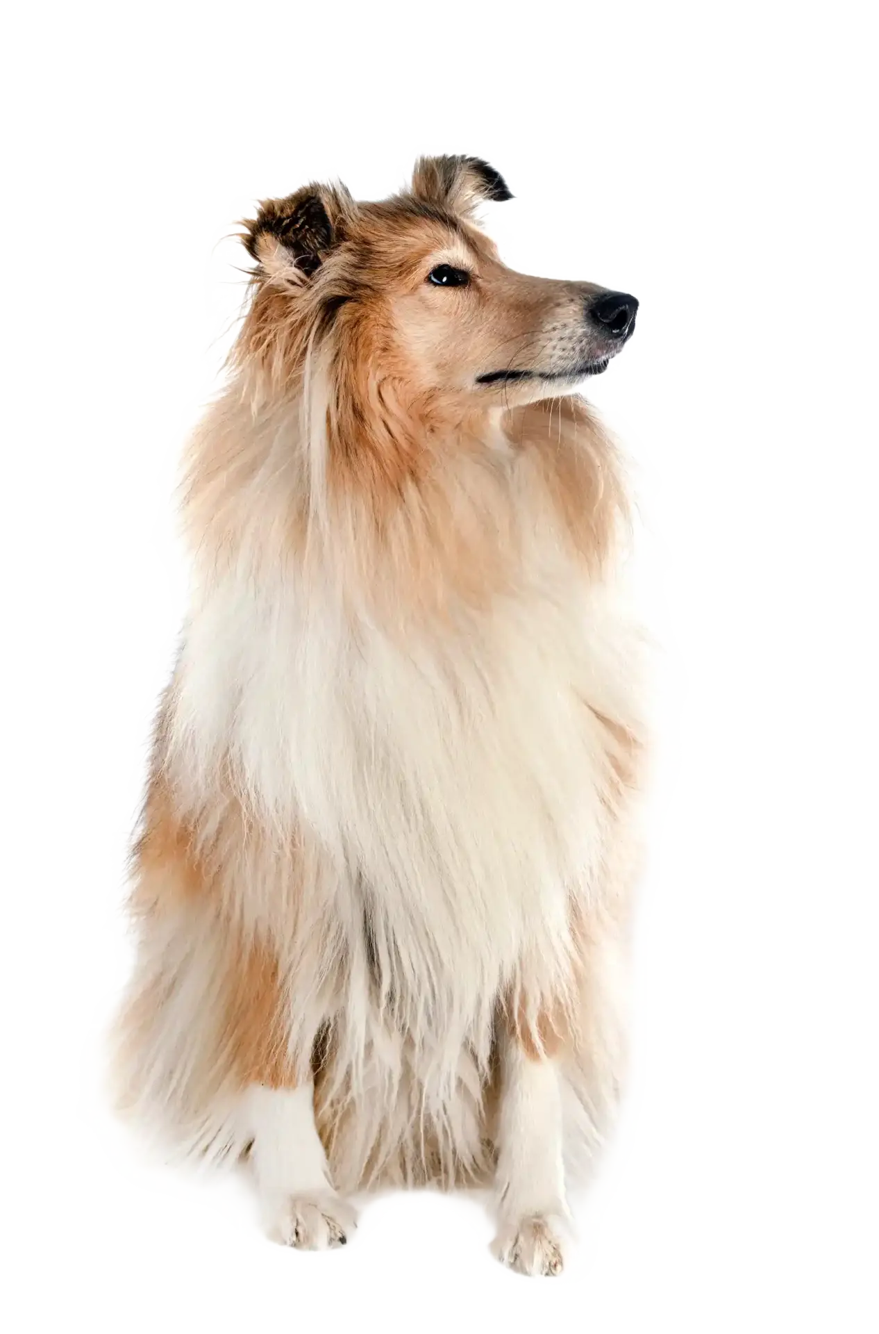 Rough Collie - Trimsalon - Aalter
