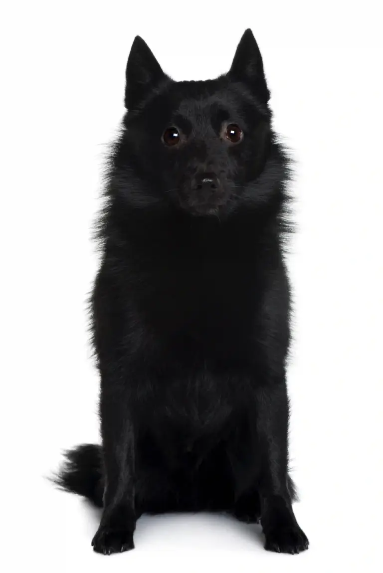 Schipperke - Trimsalon - Droomvacht - Aalter
