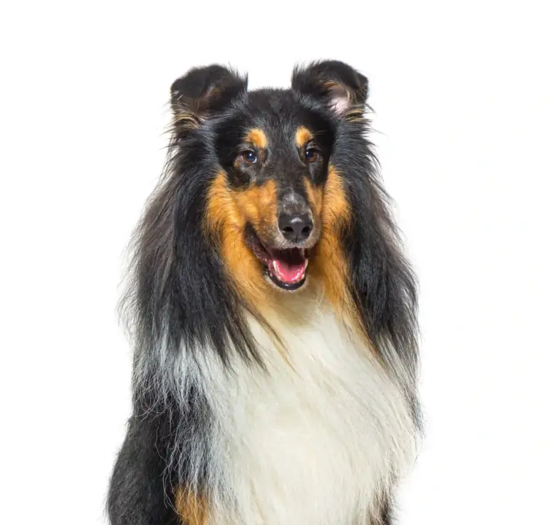 Schotse Collie - Trimsalon - Aalter - Droomvacht