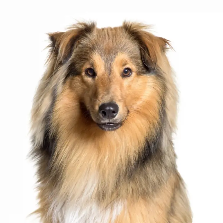 Sheltie - Trimsalon - Droomvacht - Aalter
