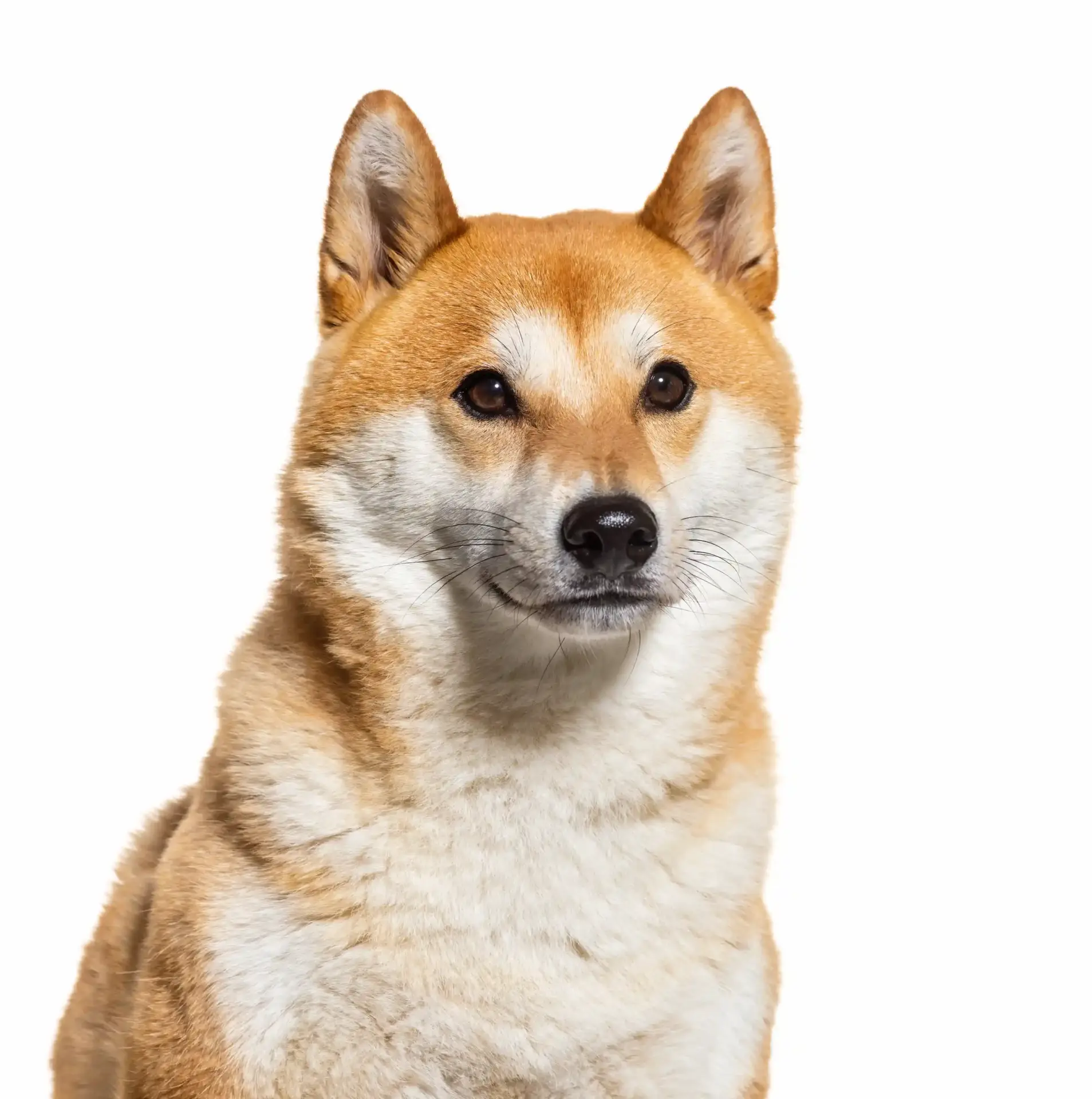 Shiba Inu - Trimsalon - Droomvacht - Aalter