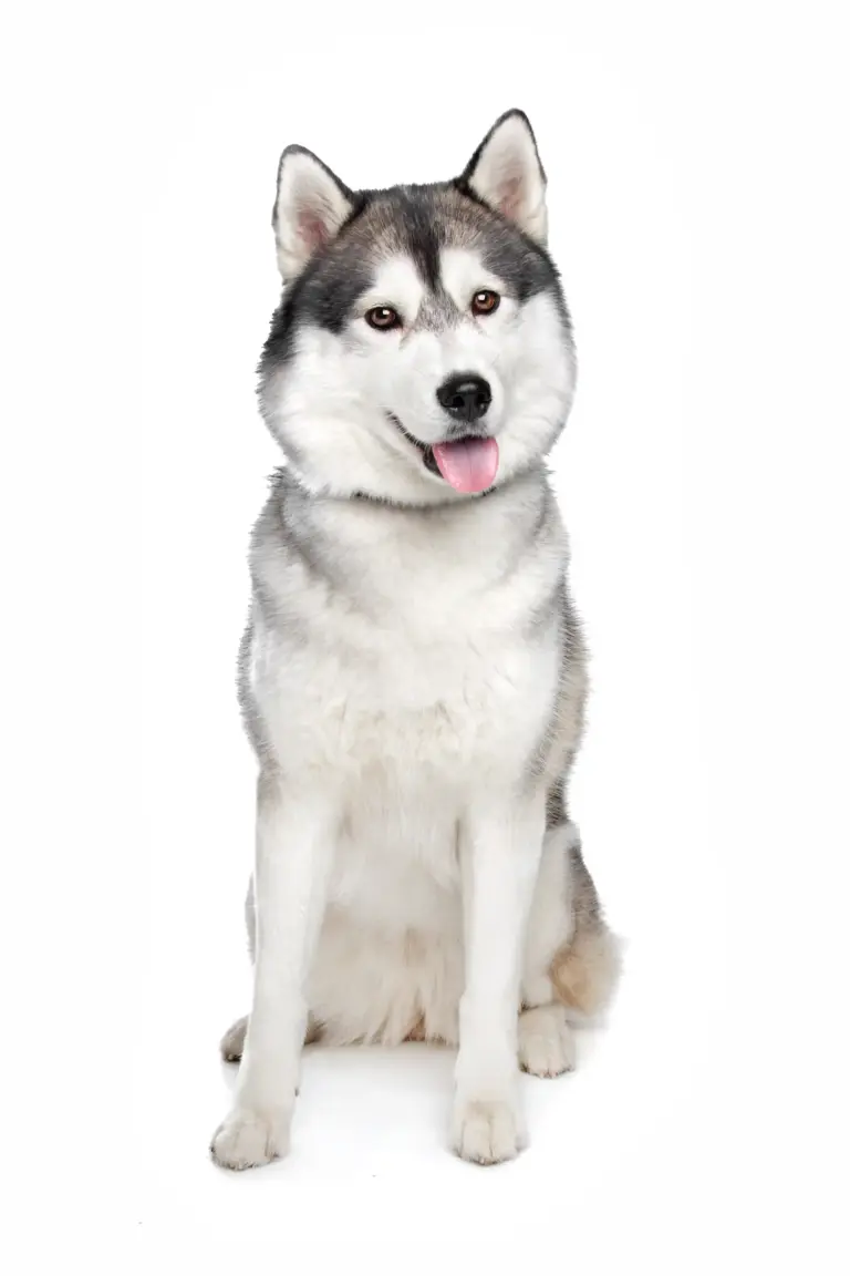 Siberische Husky - Trimsalon - Droomvacht - Aalter