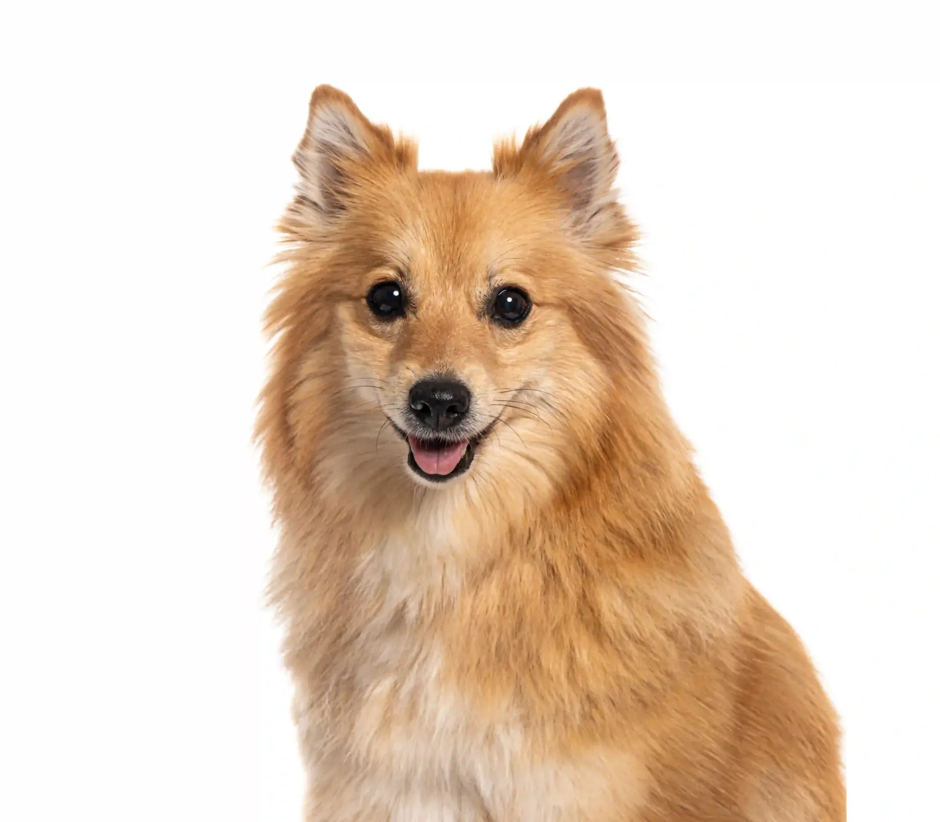 Spitz - Trimsalon - Droomvacht - Aalter