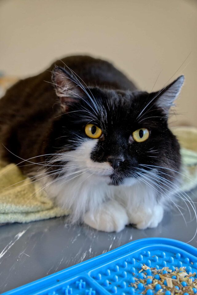 Streuveltje - Trimsalon voor kat en konijn in Aalter