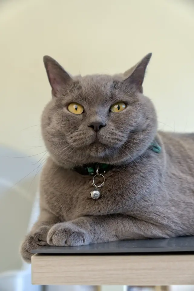 Sushi-Britse korthaar-Kattentrimsalon- Aalter