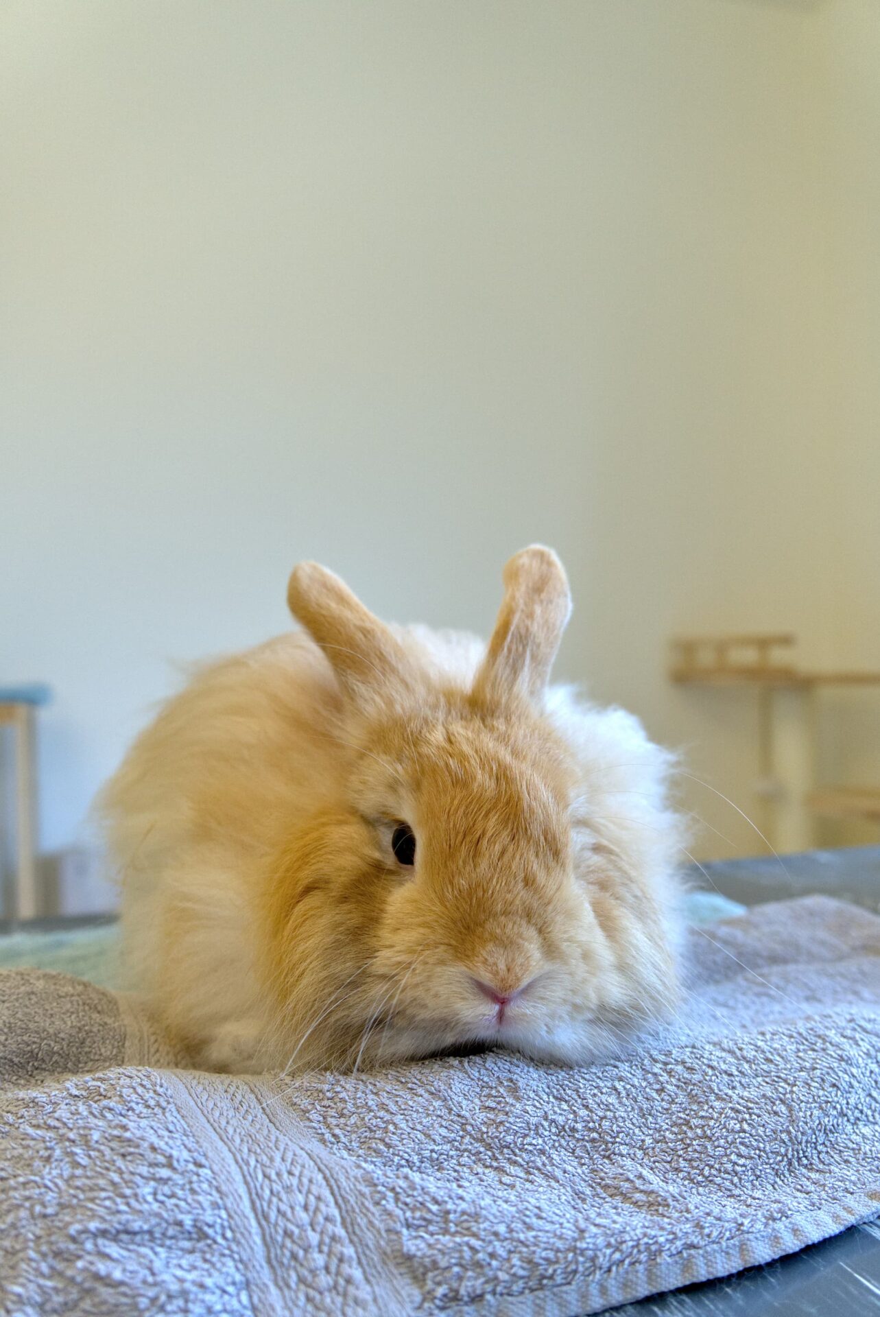 Teddy Dwerg - Konijnentrimsalon in Aalter