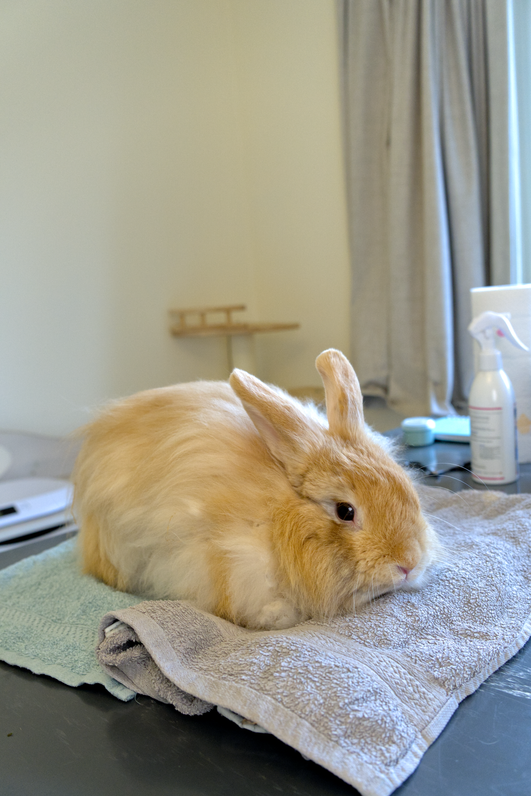 Teddy Dwerg bij konijnentrimsalon in Aalter