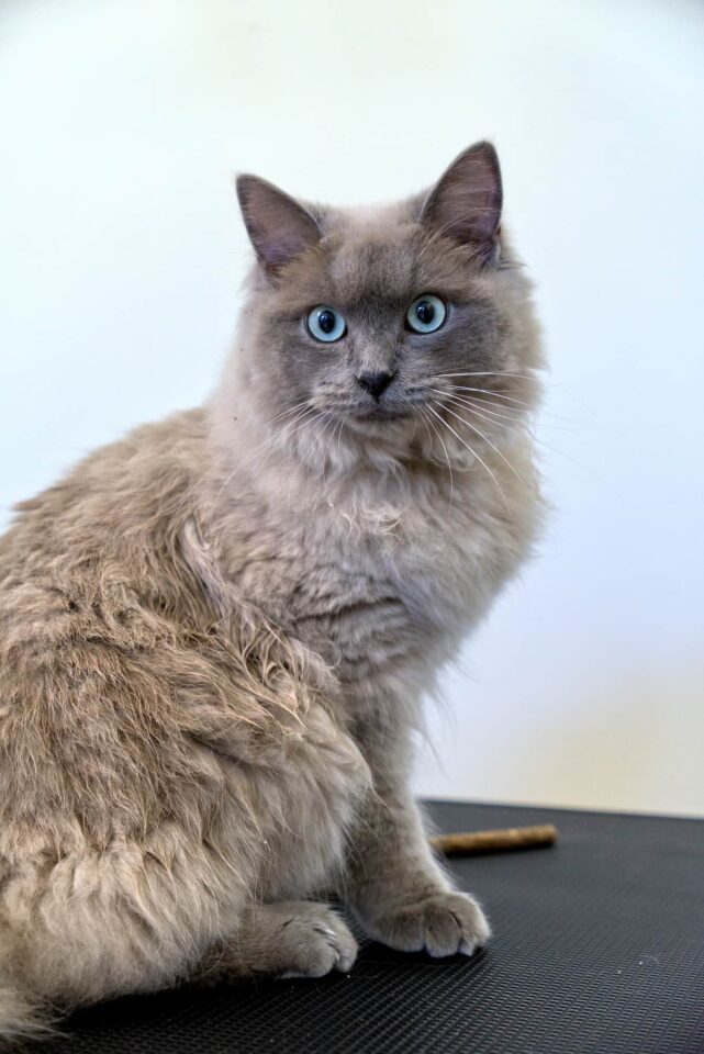 Trimsalon voor katten - Aalter