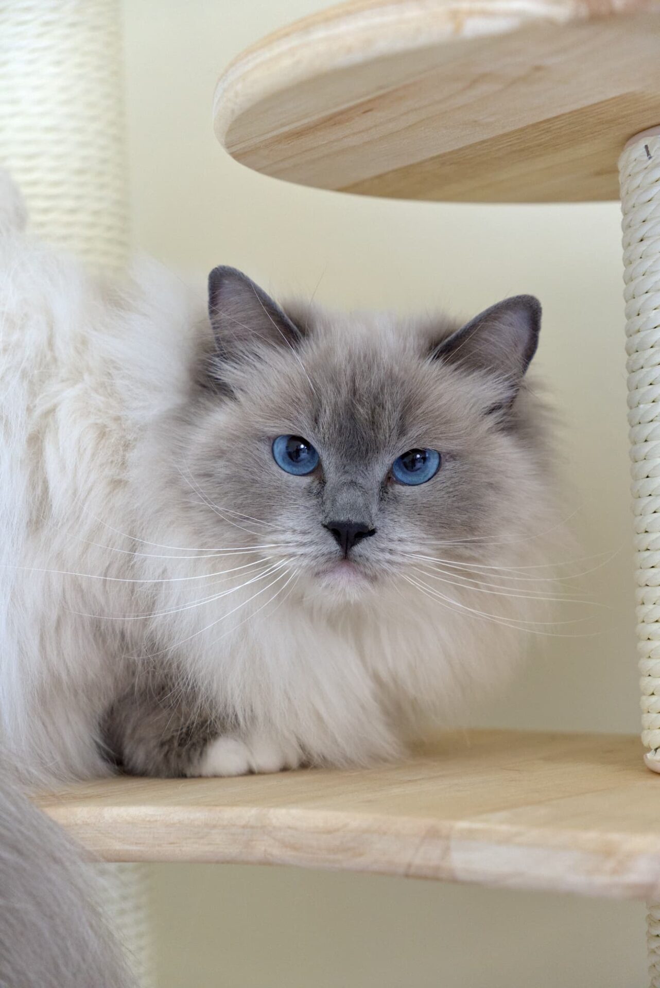 Trimsalon voor katten - Ragdoll - Aalter