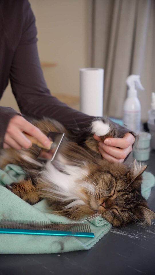 Vachtverzorging - Trimsalon voor katten - Aalter