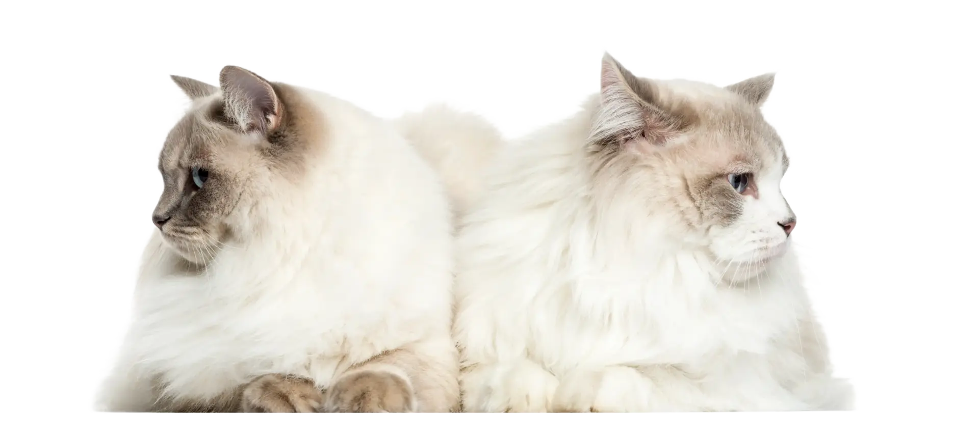 Vachtverzorging katten bij kattentrimmer
