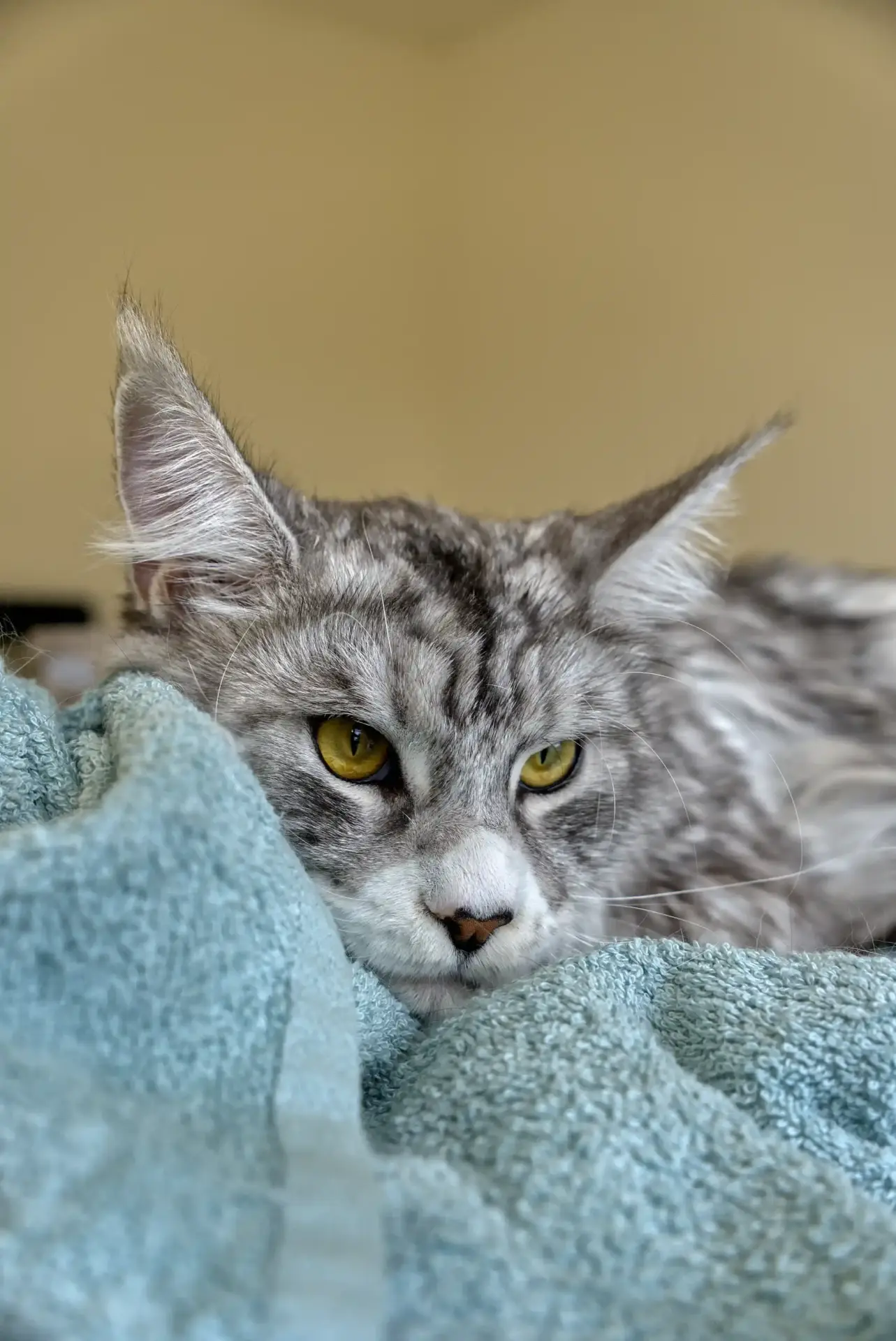 Varai-kat-trimsalon-aalter