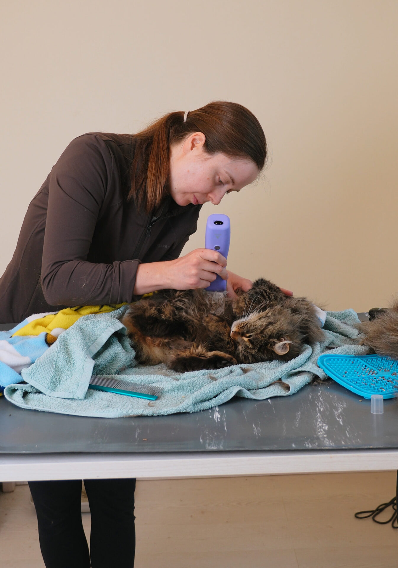 Volledig-vervilte-kat-scheren-kattentrimsalon-Aalter
