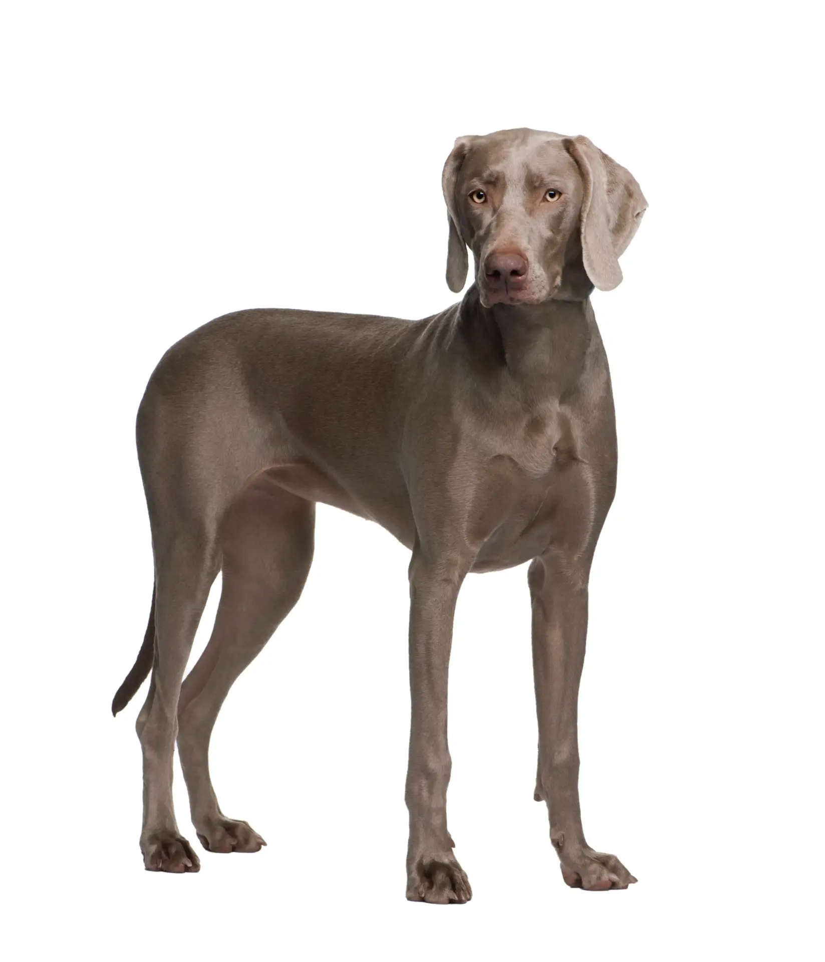 Weimaraner - Trimsalon - Droomvacht - Aalter