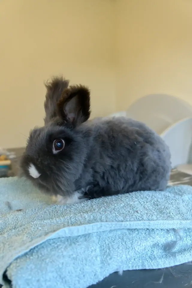 Wulfie-Konijnentrimsalon-Aalter