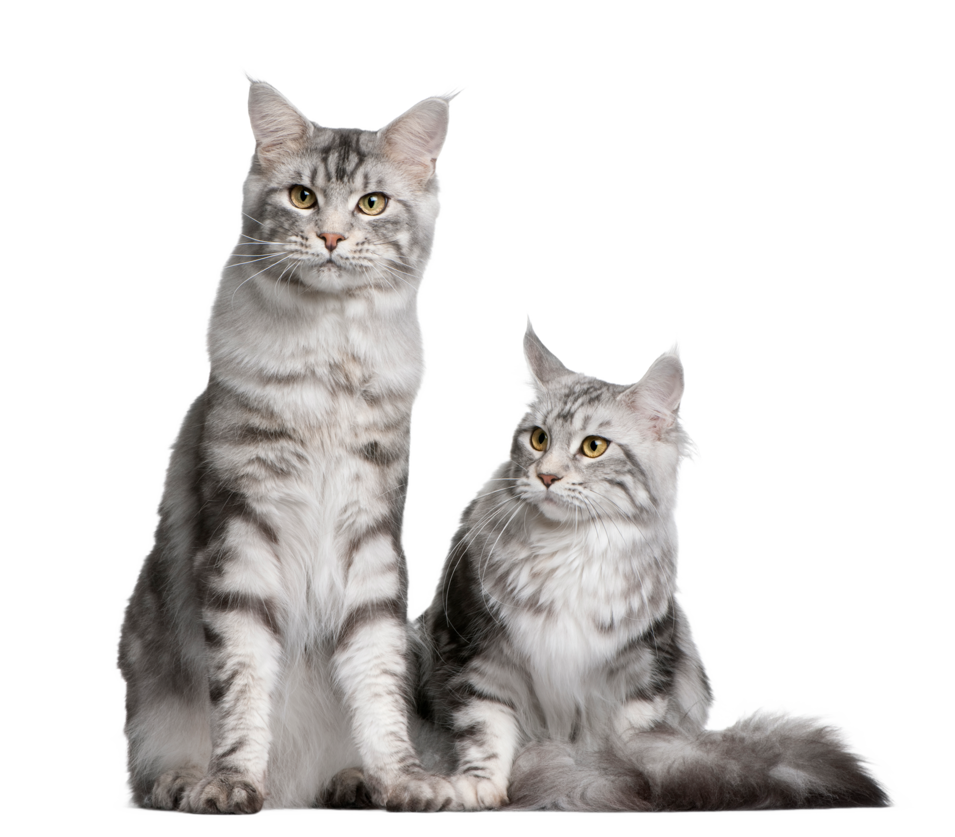 Vachtverzorging katten bij kattentrimmer